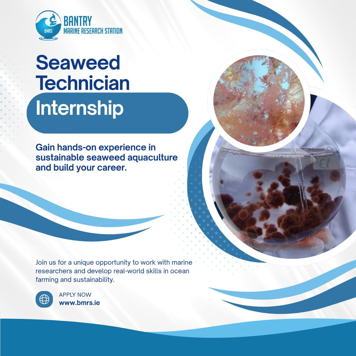Job Announcement: Seaweed Technician Internship