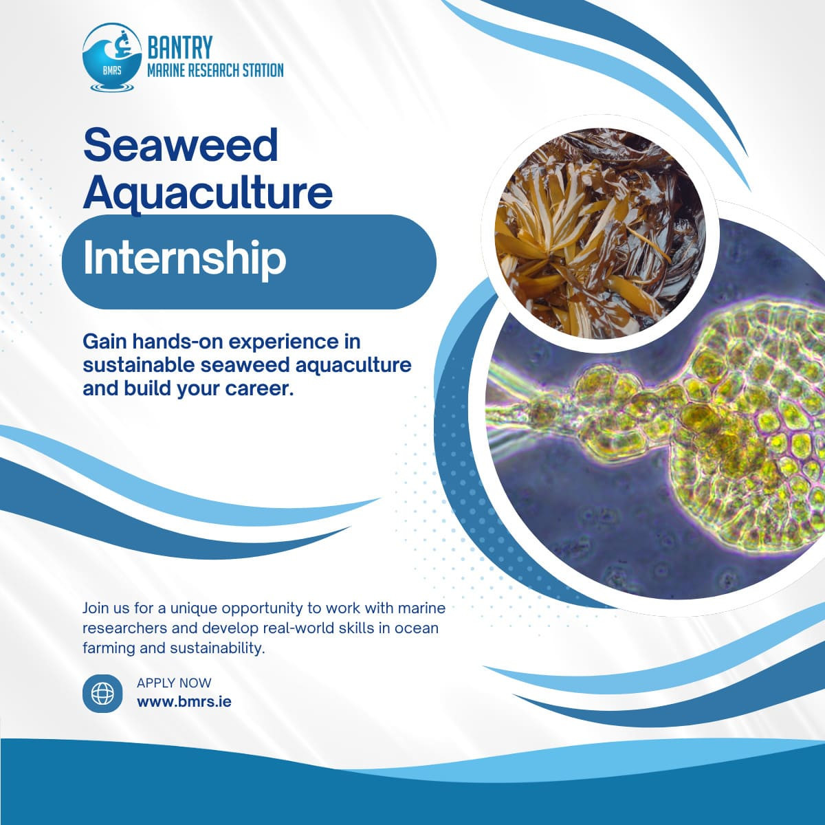 Job Announcement: Seaweed Aquaculture Internship