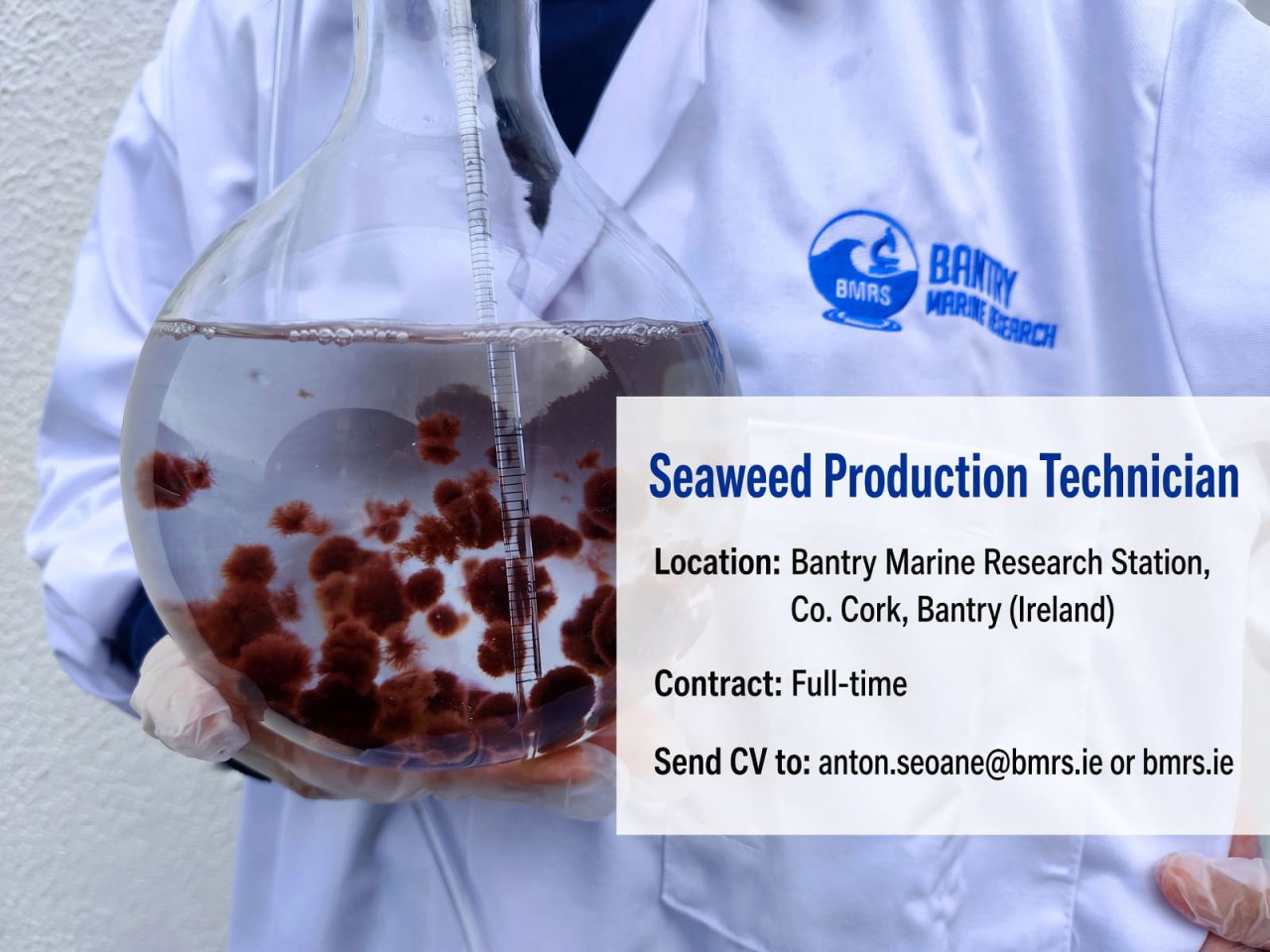 Job Announcement: Seaweed Production Technician