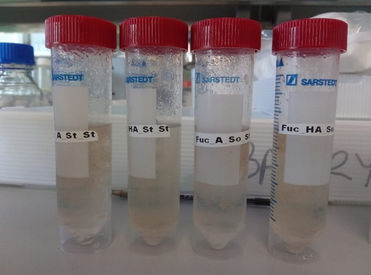 Precipitation of polysaccharides from Alaria esculenta’s samples