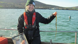 Intern holding a small individual of Alaria esculenta 