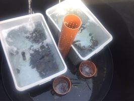 larvae trap