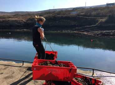 Seaweed being lifted from the boat