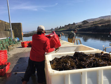 Researchers filling the bins with seaweed from the seaweed farm