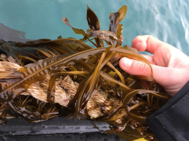 Alaria esculenta’s sporophylls observed on the seaweed farm