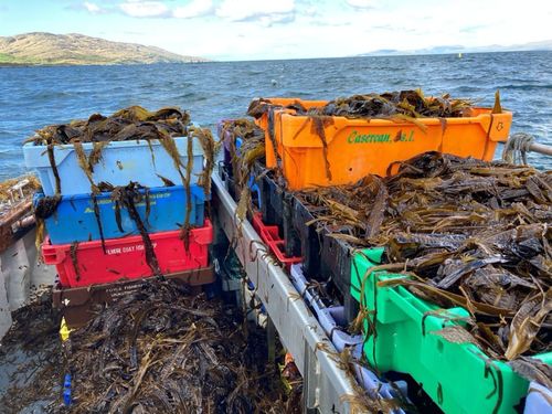 seaweed harvesting