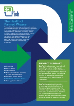 EcoFish Ballan Wrasse Project - The Health of Farmed Wrasse