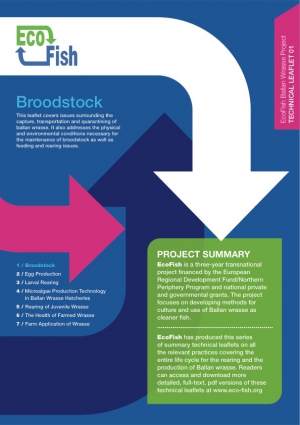 EcoFish Ballan Wrasse Project - Broodstock